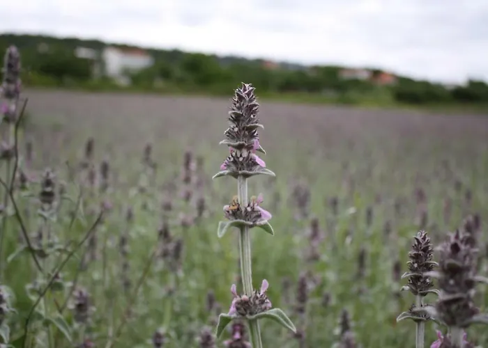 Babin 住宿加早餐酒店 4*